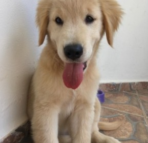 Shore Gold Golden Retrievers