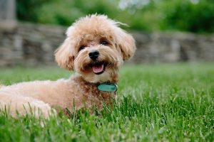 What Does Non-Shedding Really Mean