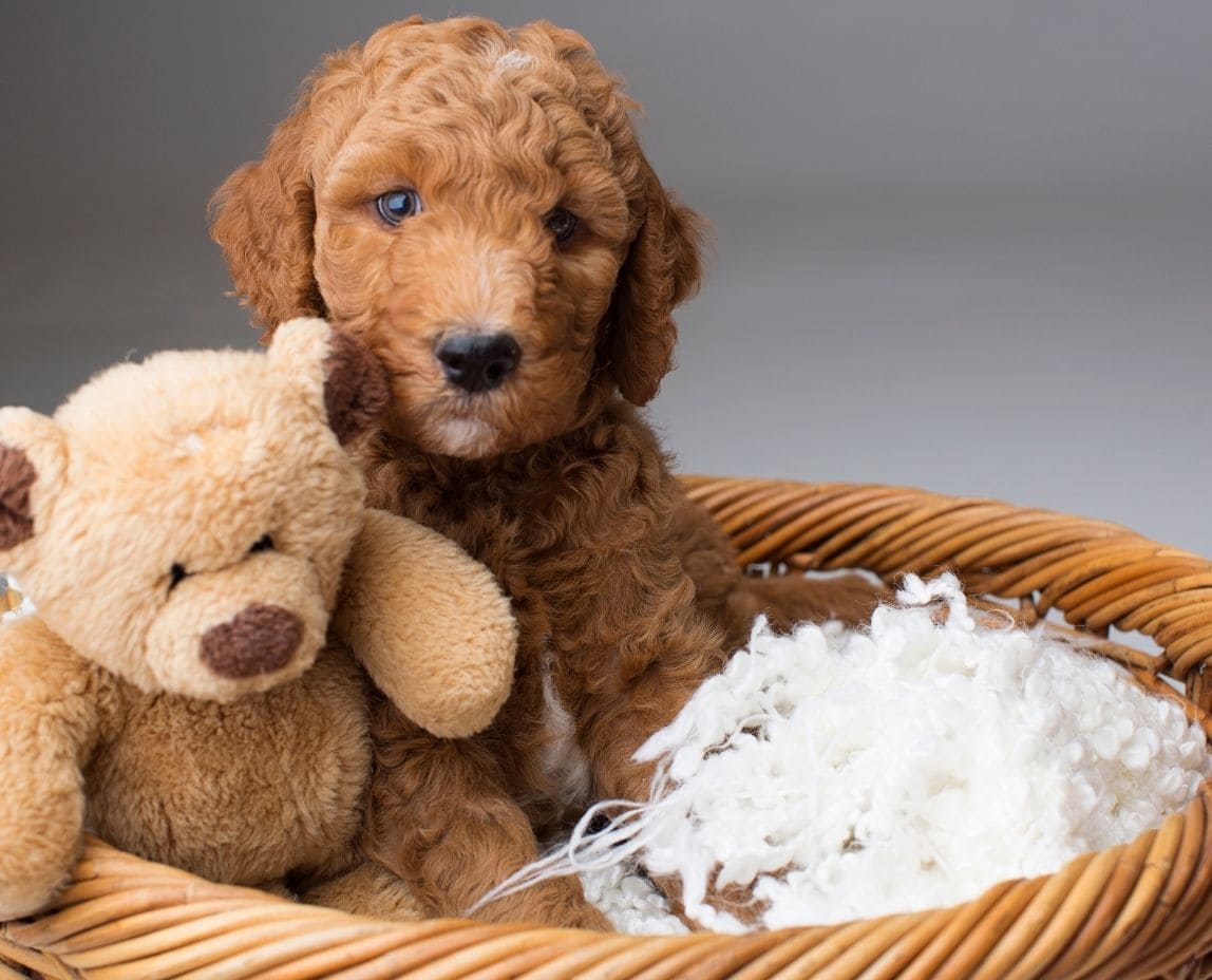 Mini teddy bear outlet goldendoodle