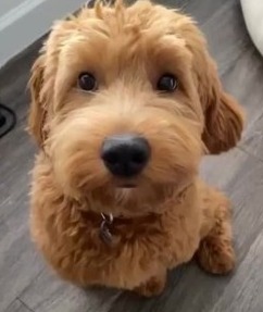 english cream teddy bear goldendoodle