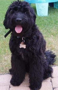 There are three sizes of Goldendoodles