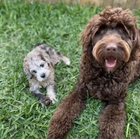 chocolate goldendoodle puppy