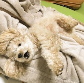 Toy Poodle