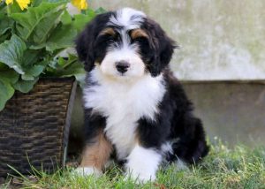 are bernedoodle hypoallergenic