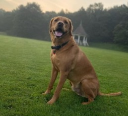 What is a Soul For Dogs