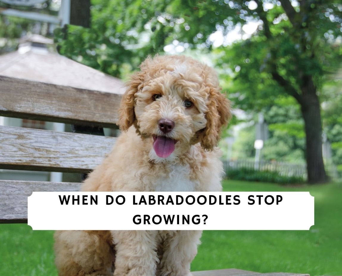 How fast best sale do labradoodles grow