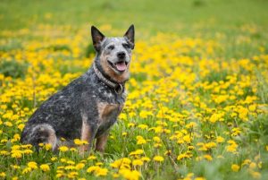 Blue Heeler Mix