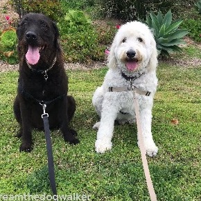 White Labradoodle Temperament
