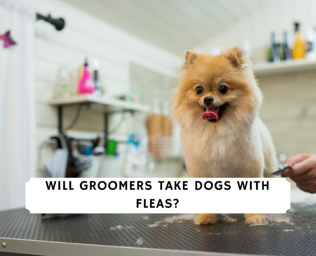 Will Groomers Take Dogs With Fleas