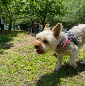 Featured image of post The Best 13 Parti Yorkie Puppies For Sale In Chicago