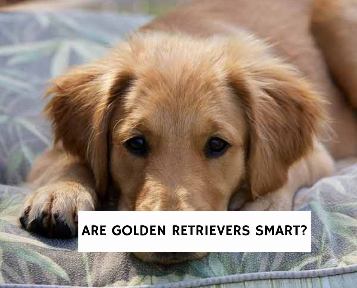 Are Golden Retrievers smart?