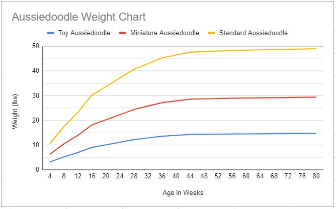 at what age is a aussiedoodle full grown