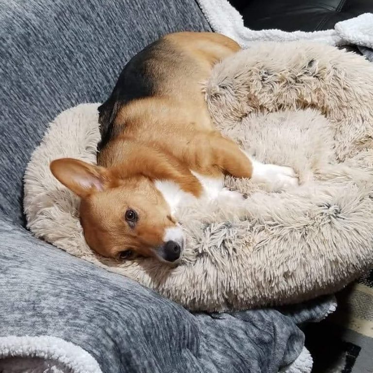 Best Dog Bed for a Top 6 Picks!