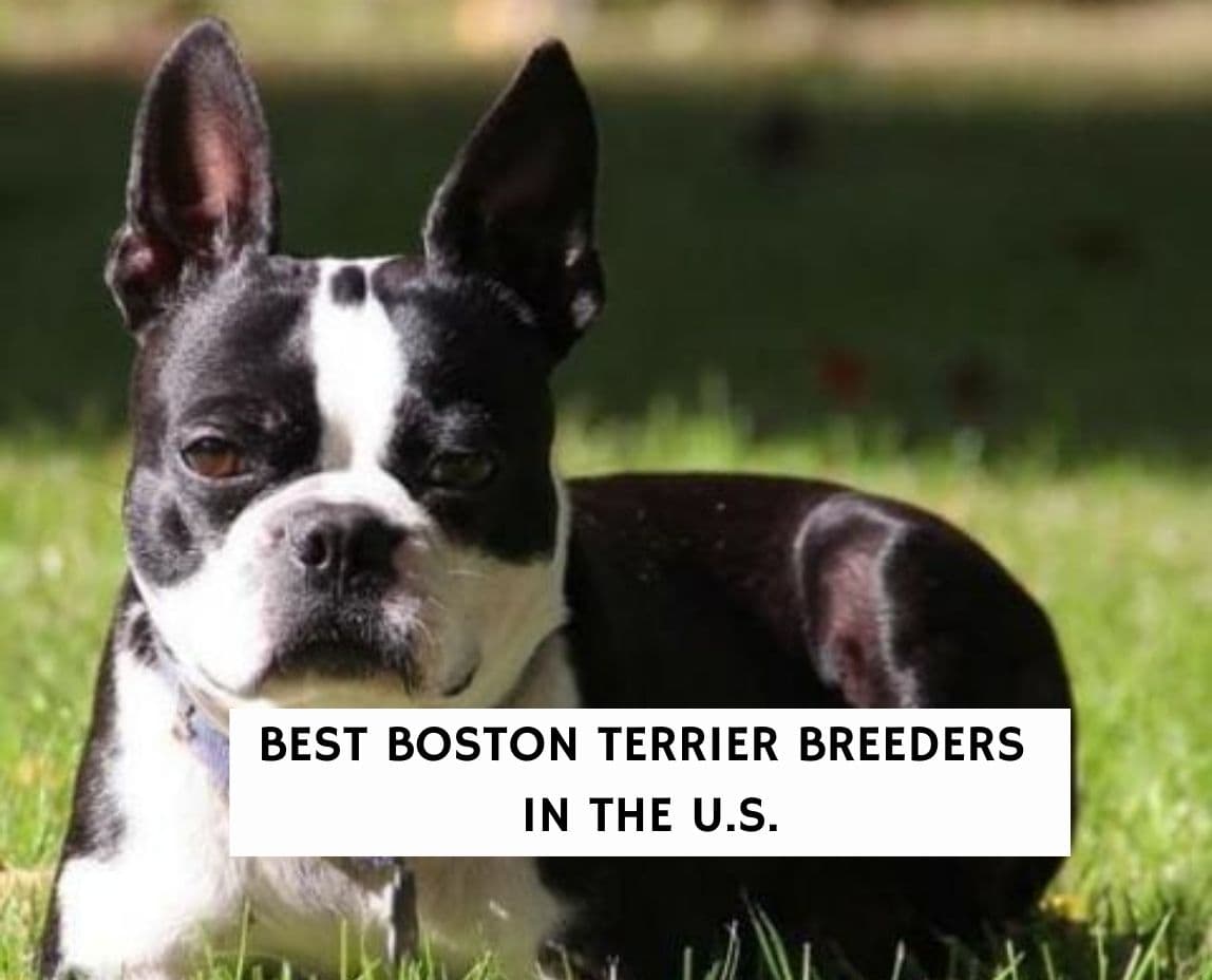 Boston Terrier Breeders in United States! (2023) We Love Doodles