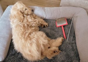 best brush for poodles