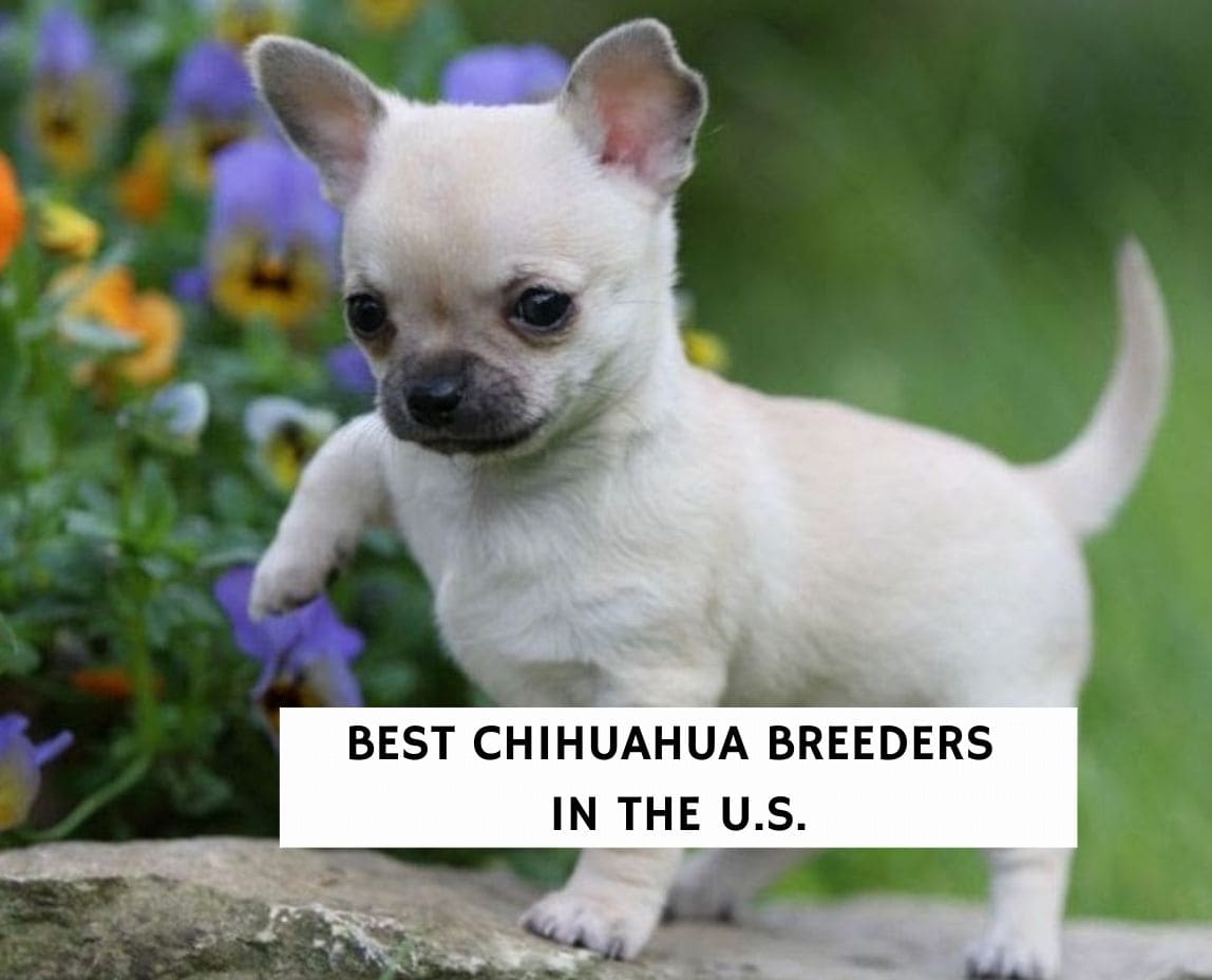 Top hot sale chihuahua breeders