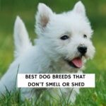Best Dog Breeds That Don’t Smell or Shed