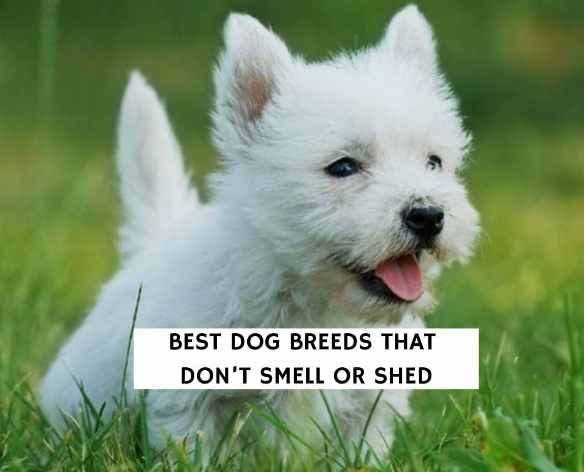 Best Dog Breeds That Dont Smell Or Shed 1 