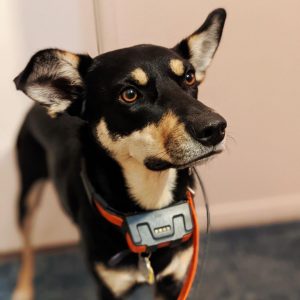 best dog tracker without subscription
