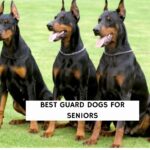 Best Guard Dogs for Seniors