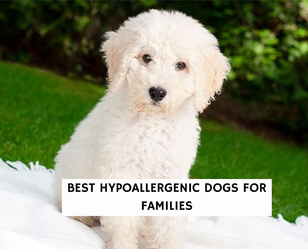 8 Best Hypoallergenic Dogs for Families - We Love Doodles