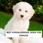 Best Hypoallergenic Dogs for Families