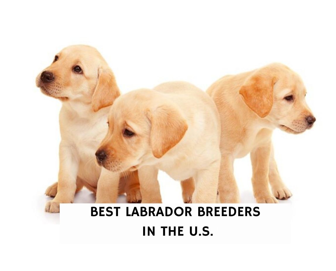 8 Best Labrador Breeders In The United States! (2022) - We Love Doodles