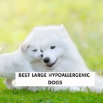 Best Large Hypoallergenic Dogs