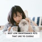 Best Low Maintenance Pets that Like to Cuddle