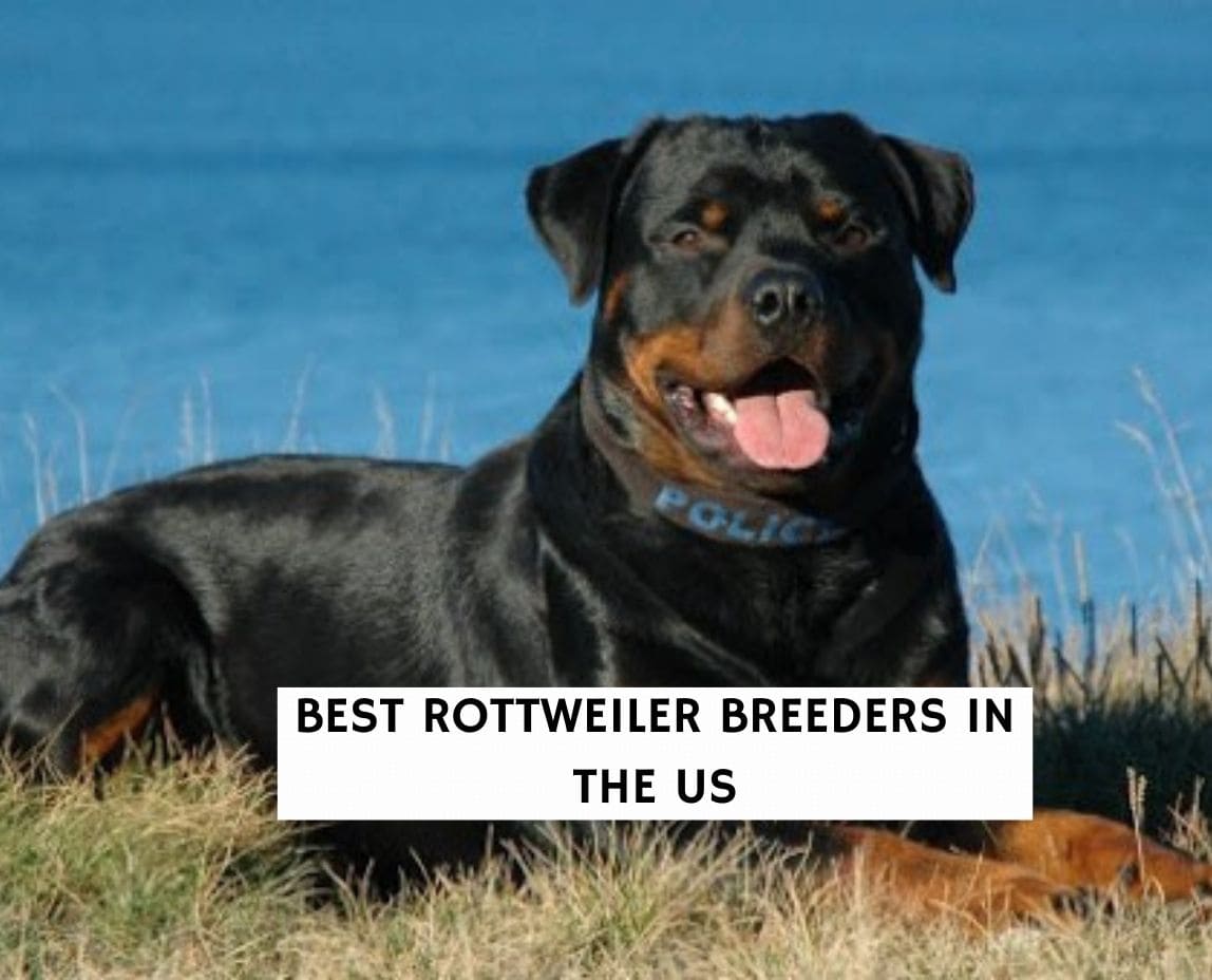 6 Best Rottweiler Breeders in the United States! (2023) - We Love Doodles