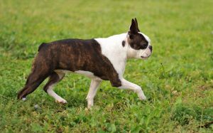 can boxer dogs be born without a tail