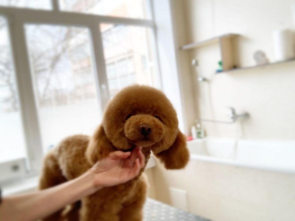 Best Brush for a Poodle Top 6 Picks! (2023) We Love Doodles