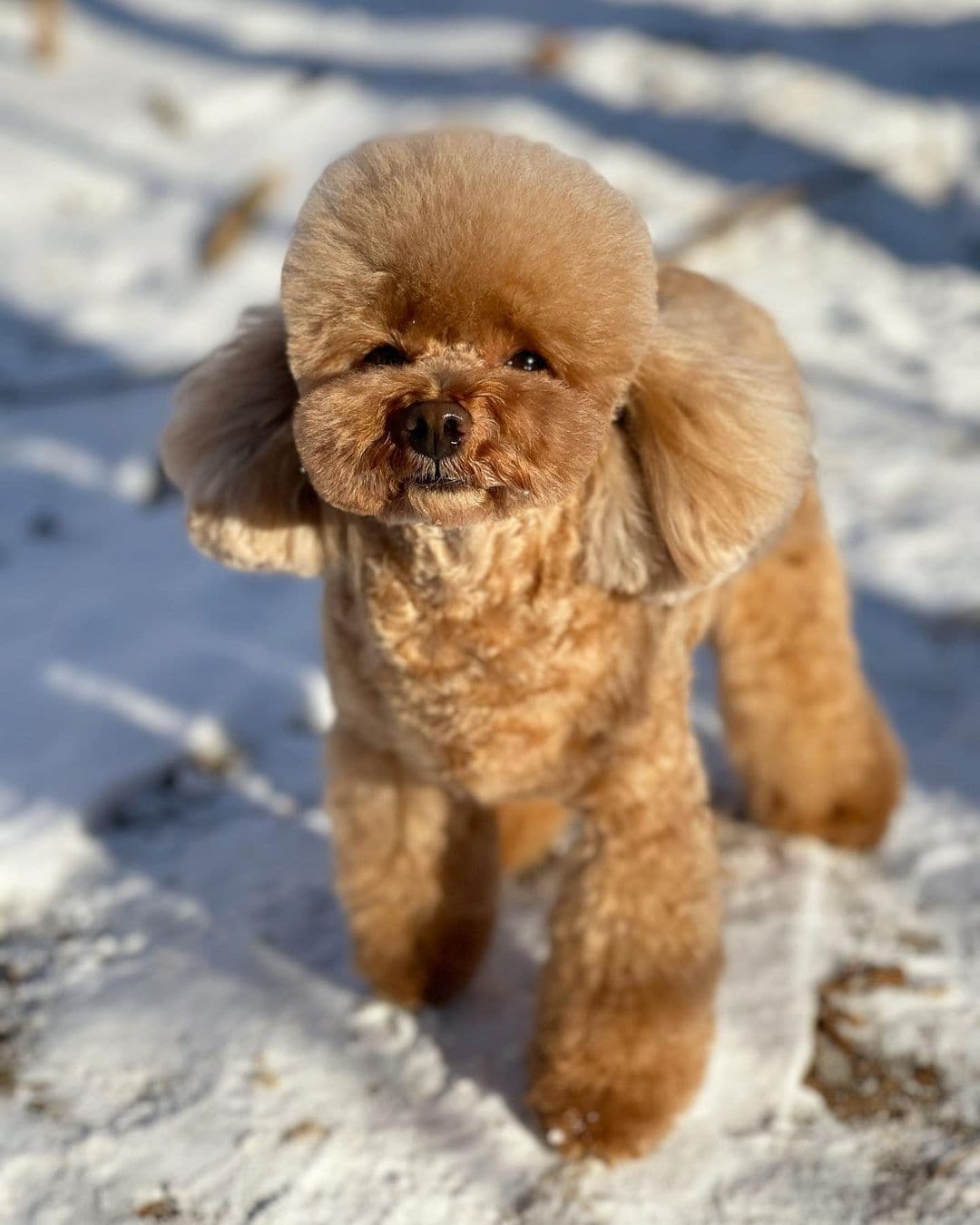 Best Brush for a Poodle Top 6 Picks! (2023) We Love Doodles