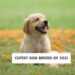 Cutest Dog Breeds of 2021