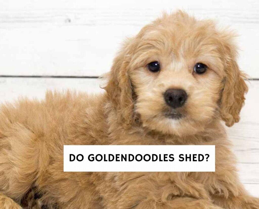 Do Goldendoodles Shed   Do Goldendoodles Shed 1 1024x828 