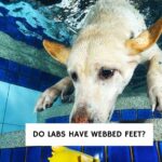 Do Labs Have Webbed Feet?