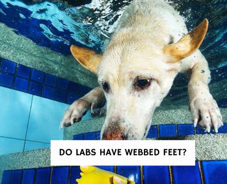 Do Labs Have Webbed Feet do-labs-have-webbed-feet