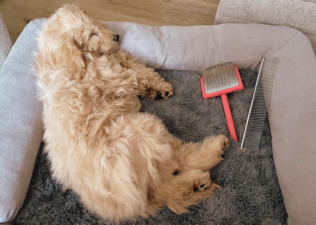 Best Slicker Brushes for Dogs - Top 9 Picks! (2023) - We Love Doodles