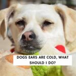 Dogs Ears Are Cold, What Should I Do?