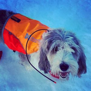 gps dog collar no subscription