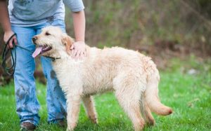 Conclusion For Blonde Labradoodle Coat Color Guide