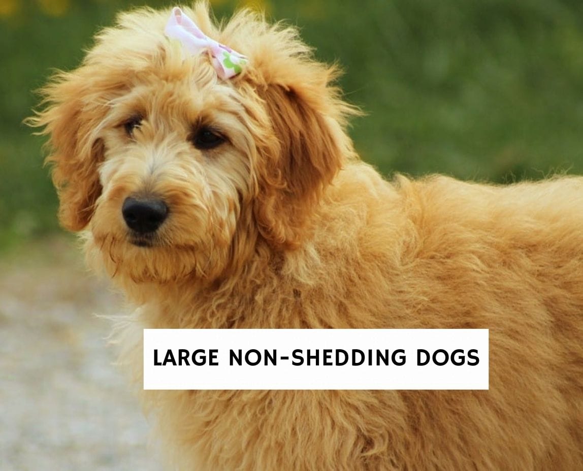 Non shedding hotsell big breed dogs