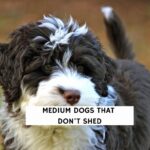 Medium Dogs That Don’t Shed