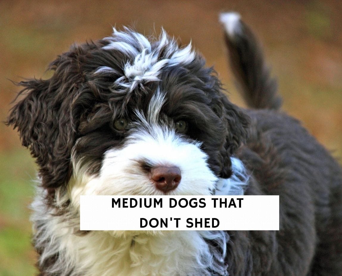 Medium Dog Breeds That Don T Shed at scottegifto blog