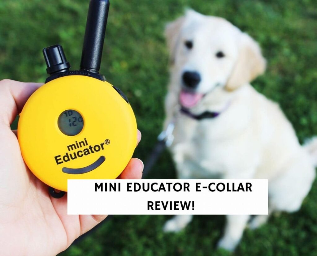 Mini Educator ECollar Review Does It Work?