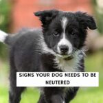 Signs Your Dog Needs to Be Neutered