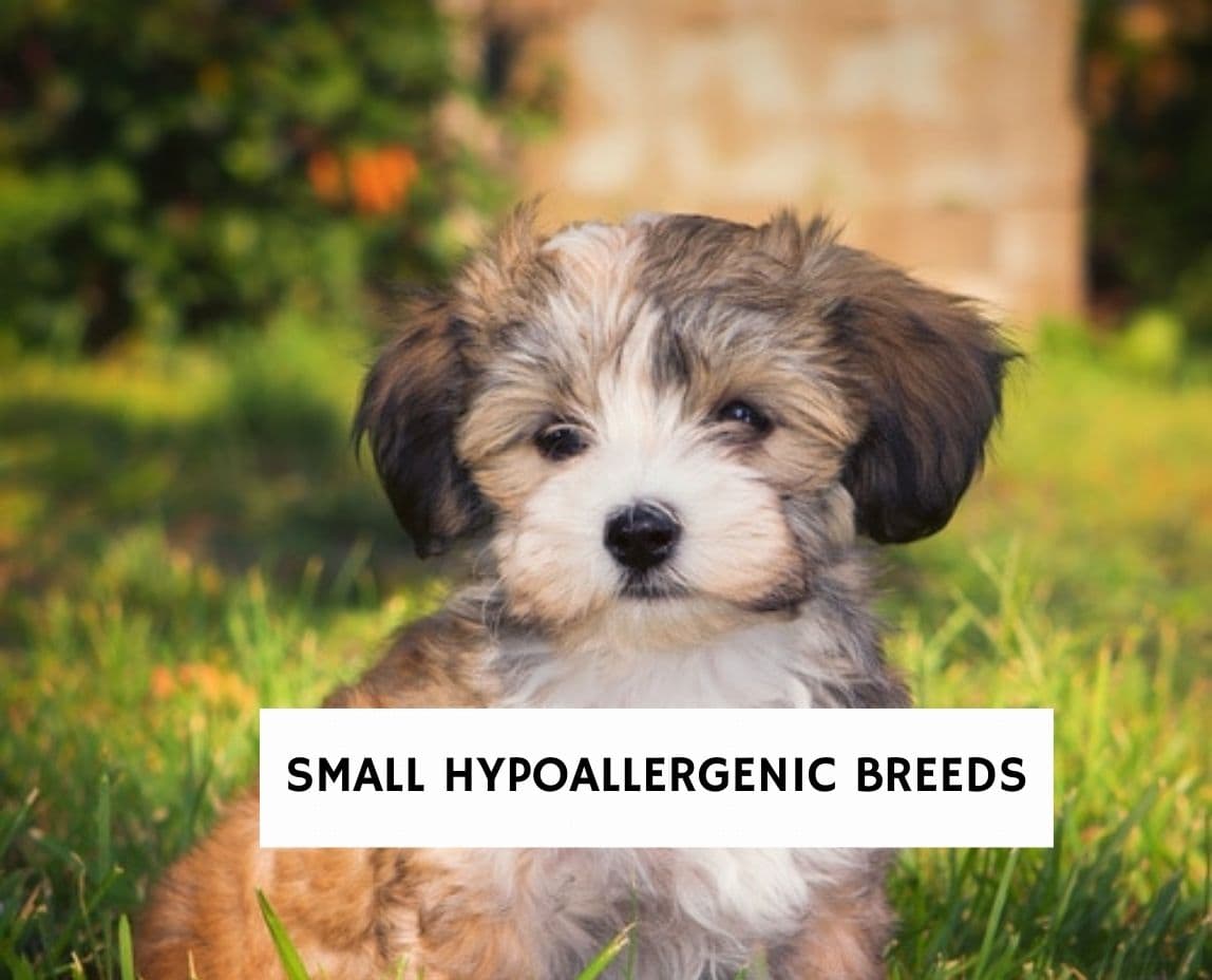 Small Hypoallergenic Breeds