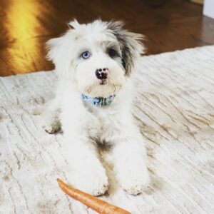 sheepadoodle toys