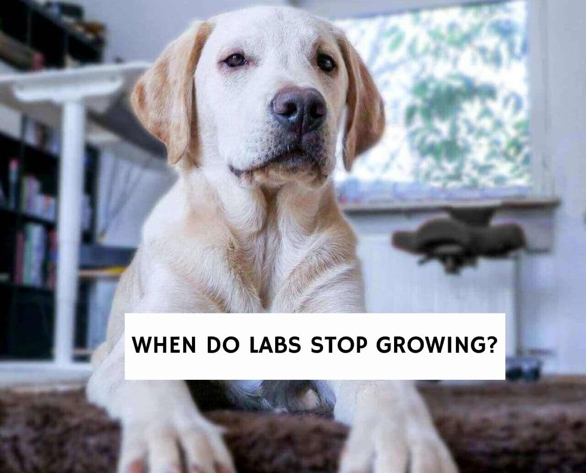 when does labrador growth stop