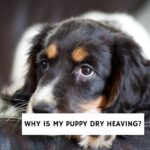 Why is my Puppy Dry Heaving?